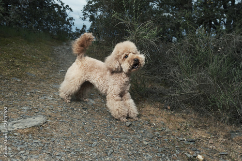 a brown poodle playing in nature