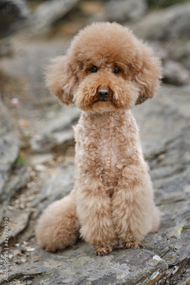 brown poodle sitting on a mountain top brown poodle sitting on a mountain top