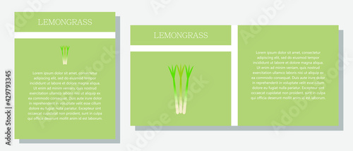 Lemongrass. Information banner or tag in two designs. Description and useful properties of lemongrass. Template for essential oil, spices. Brochure with blank space for text.