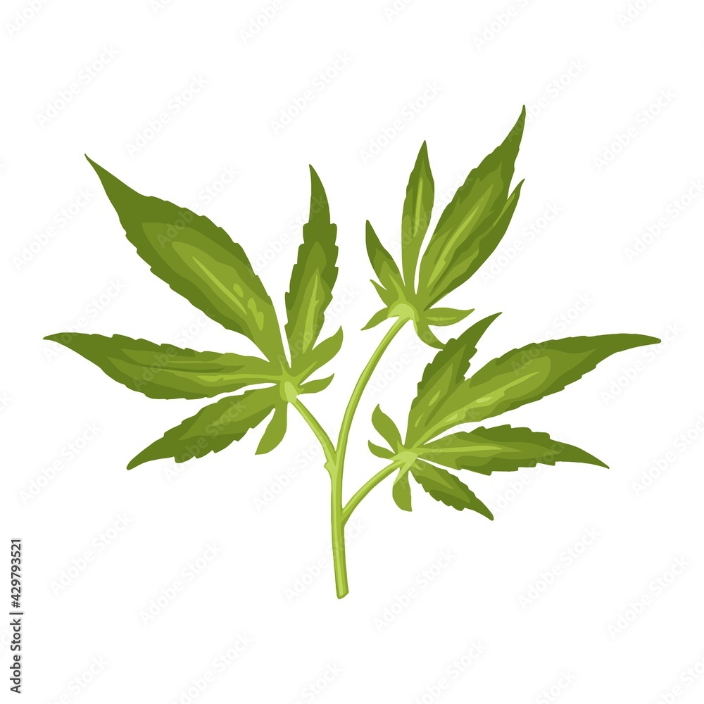 Marijuana branch with leaf. Color vector realistic illustration