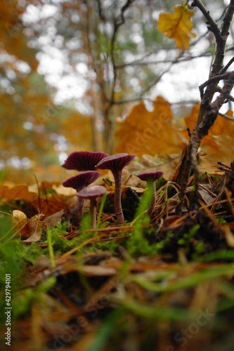woodland mushrooms 