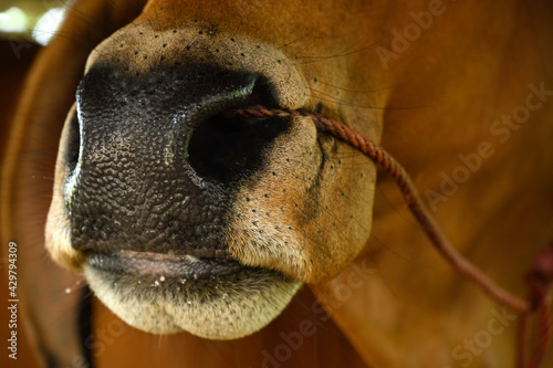 Female cow nose on a farm asia thailand