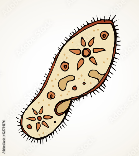 Paramecium caudatum. Vector drawing icon
