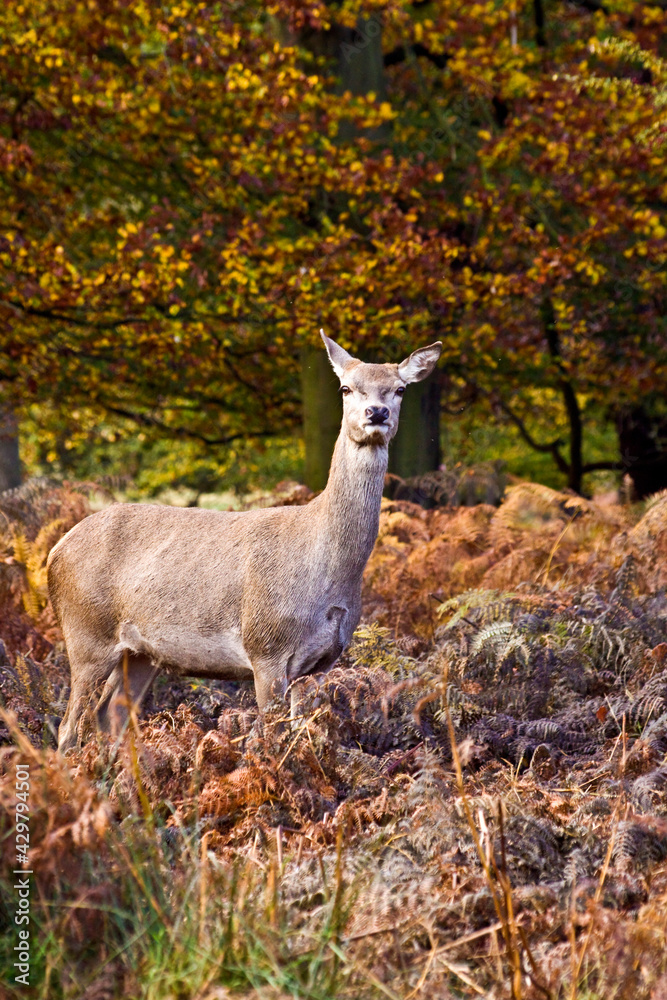 herd of red deer in Richmond Park in London taken during autumn. herd of red deer in Richmond Park in London taken during autumn.