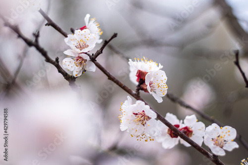 Kyiv, Ukraine, april 2014: Blossom of the Wild Plum in the forest