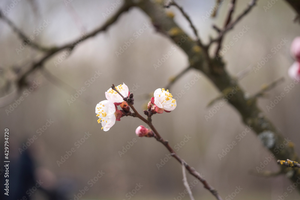 Kyiv, Ukraine, april 2014: Blossom of the Wild Plum in the forest Kyiv, Ukraine, april 2014: Blossom of the Wild Plum in the forest