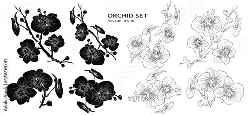 Orchid Vector. Floral Botanical set of flowers isolated on white background. set of tropical, exotic branches for advertising, in a minimalist style.  hand-drawn sketching, element-symbol  for  ideas.
