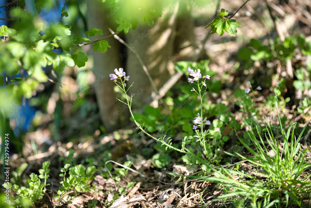 Petites fleurs Petites fleurs
