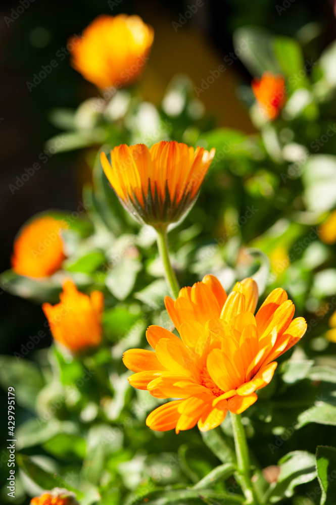 Calendula officinalis is an annual plant of the Asteraceae family. Yellow-orange flower close up.. Calendula officinalis is an annual plant of the Asteraceae family. Yellow-orange flower close up..
