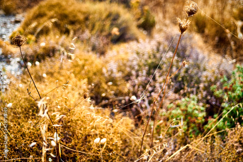 Close-up dry grass on a hilly coast near the sea.
