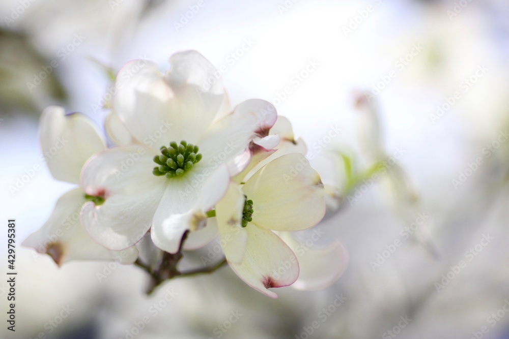 白色のハナミズキの花 白色のハナミズキの花