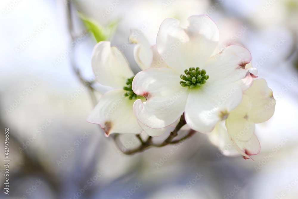 白色のハナミズキの花