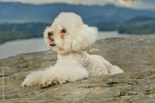 a white poodle lying in the mountains © daniossorio