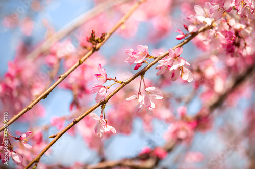 Flowering white sakura in spring.