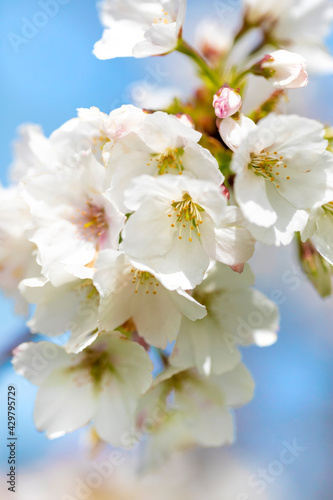 Flowering white sakura in spring.