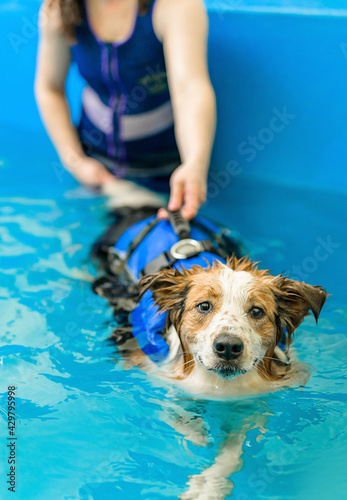 dog swims in the dog pool