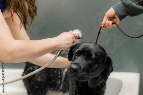 the dog is washed in the bath