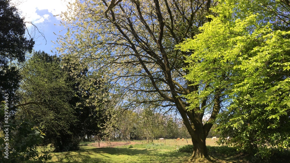 Obraz premium Les arbres au printemps en campagne sur Barré Nevez à Briec Bretagne Cornouailles Finistère France 