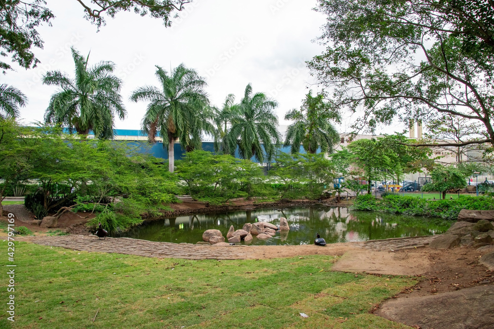 tropical garden with palm trees and a beautiful lagoon