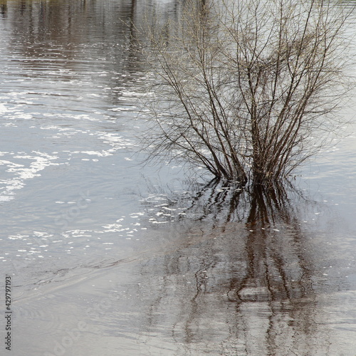Fotografia Lonely Shrub in the water, spring  inundation in Europe