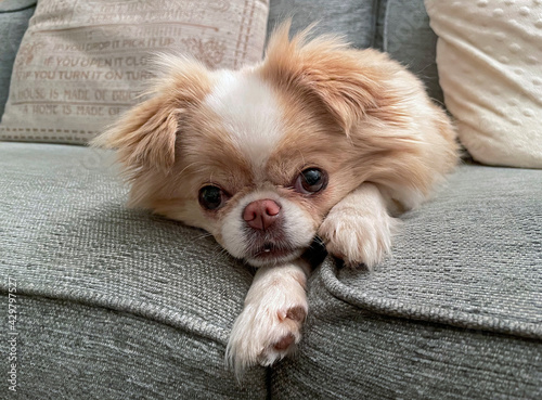 Japanese Chin/Chihuahua dog lying on sofa