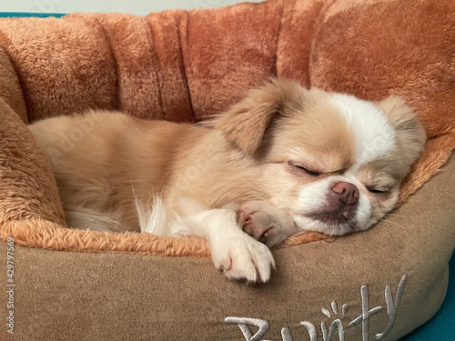 Japanese Chin/Chihuahua dog sleeping in dog bed photo