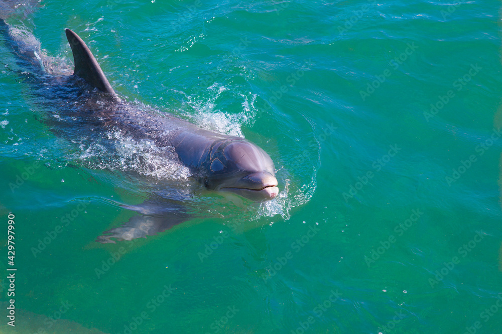 Dolphin swims in the sea. Close up head of dolphin