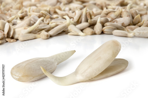 Pair of sprouted sunflower seeds on a white background. Full depth of field. With clipping path.