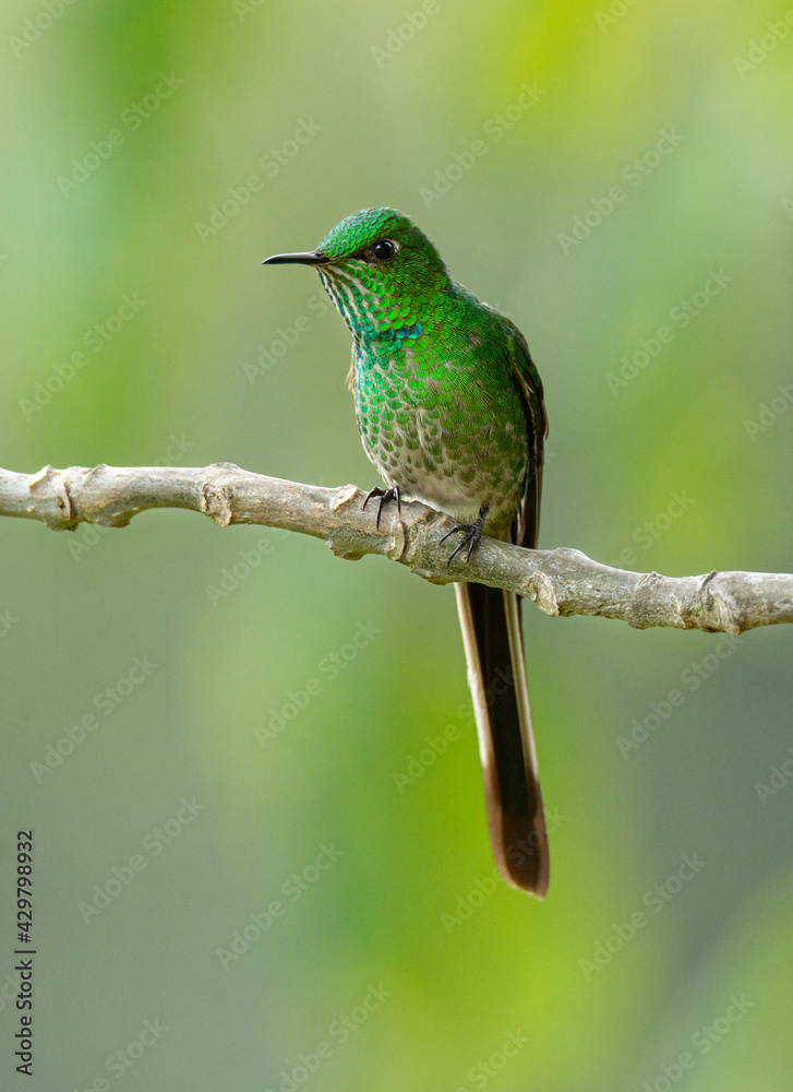 Fototapeta premium Green-tailed Trainbearer Lesbia nuna Hummingbird