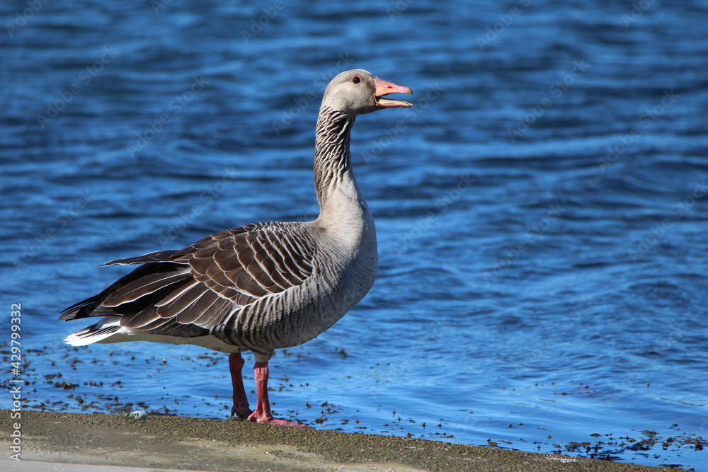 Greylag goose Greylag goose