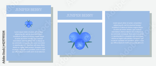 Juniper berry. Information banner or tag in two designs. Description and useful properties of juniper berries. Template for essential oil, spices. Brochure with empty space for text.