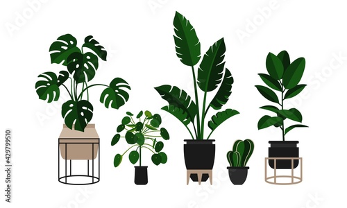 Houseplants. Flowers in pots. Vector illustration. Plants in a modern, trendy Scandinavian style for the interior. Palm, monstera, pilea, cactus, ficus.
