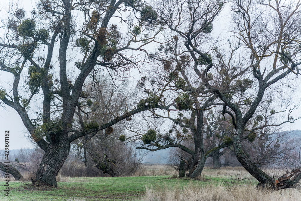 Fototapeta premium trees with mistletoe on field