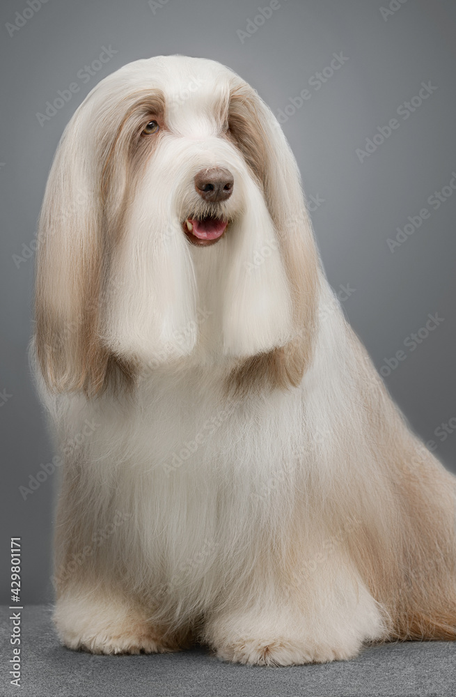 bearded collie on gray background bearded collie on gray background