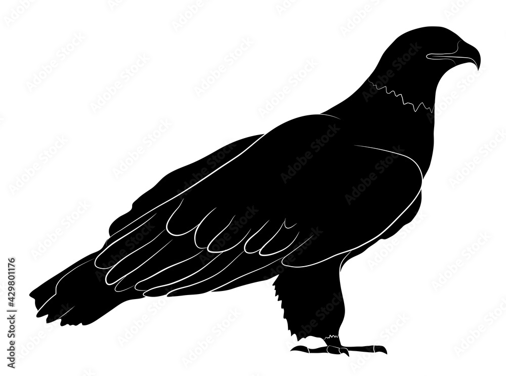 Fototapeta premium Black silhouette Cartoon wild eagle in isolate on a white background. Vector illustration.