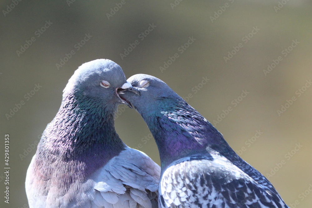 Fototapeta premium kissing pidgeons
