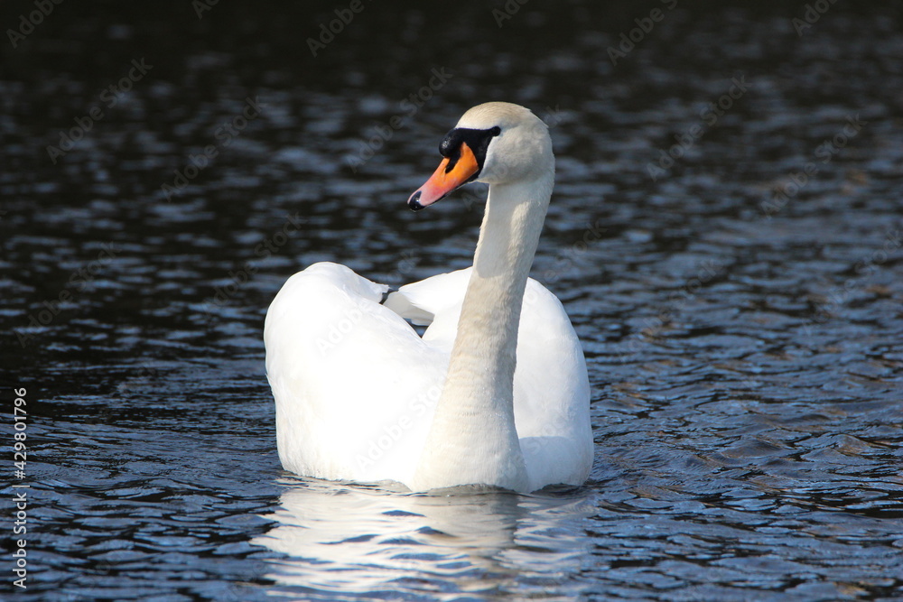 Naklejka premium swan on the lake