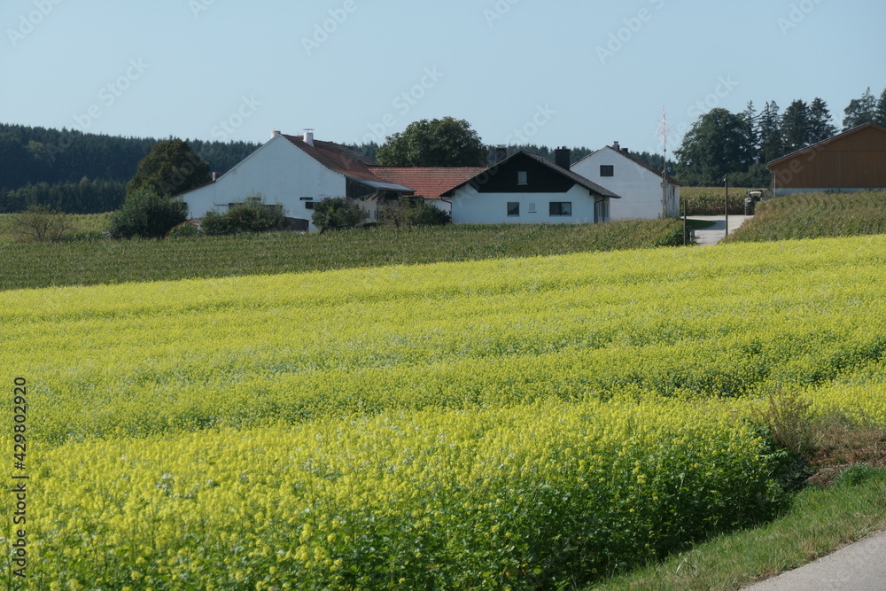 Blühendes Rapsfeld bei einem Bauernhof