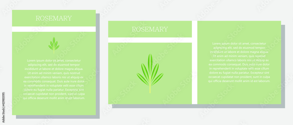 Rosemary. Information banner or tag in two designs. Description and useful properties of rosemary. Template for essential oil, spices. Brochure with empty space for text.