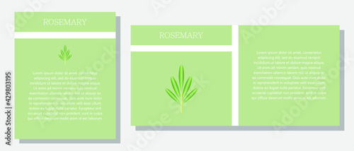 Rosemary. Information banner or tag in two designs. Description and useful properties of rosemary. Template for essential oil  spices. Brochure with empty space for text.