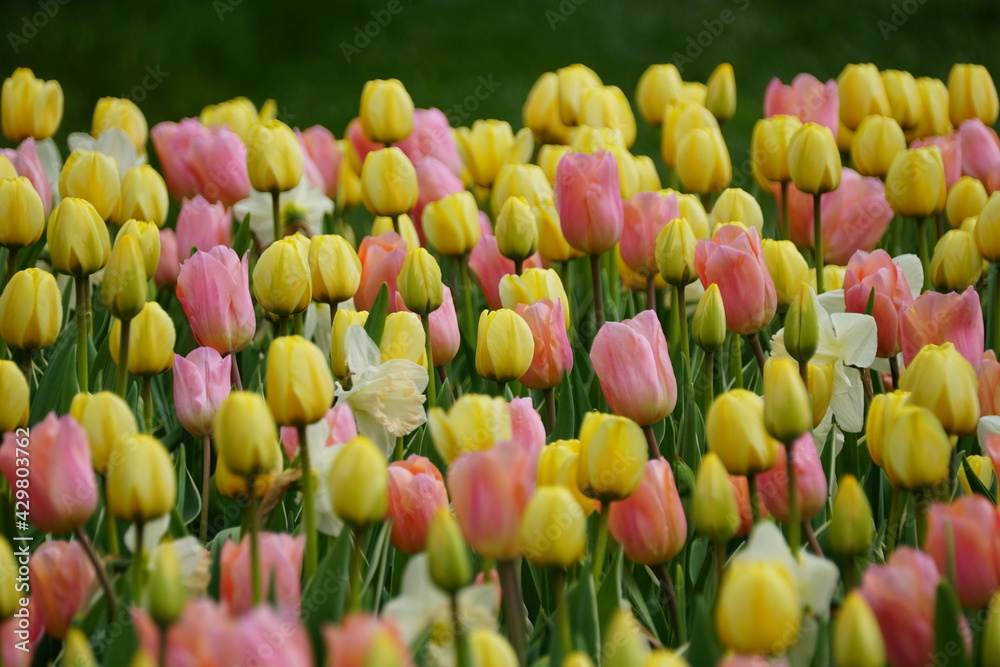 Obraz premium Pink and yellow tulip flowers at full bloom in the Spring