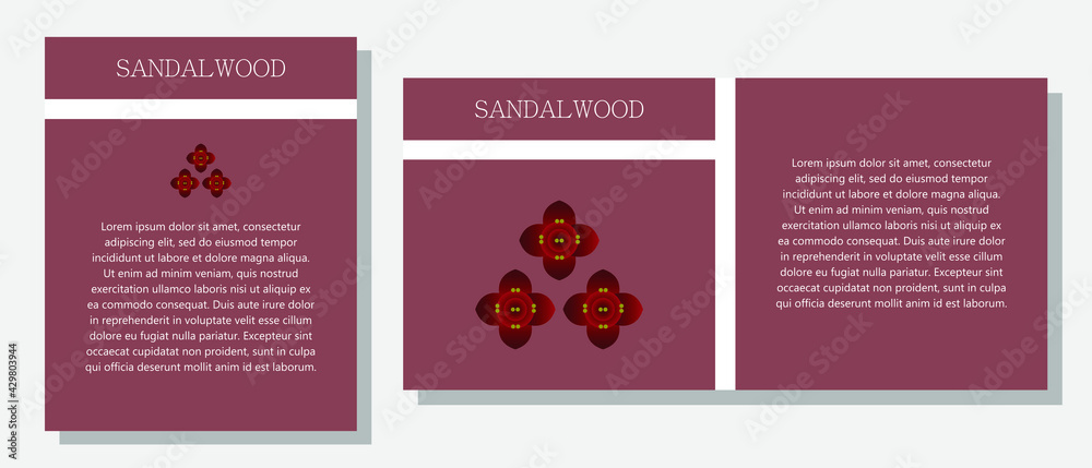 Sandal. Information banner or tag in two designs. Description and useful properties of sandalwood. Template for essential oil, spices. Brochure with empty space for text.