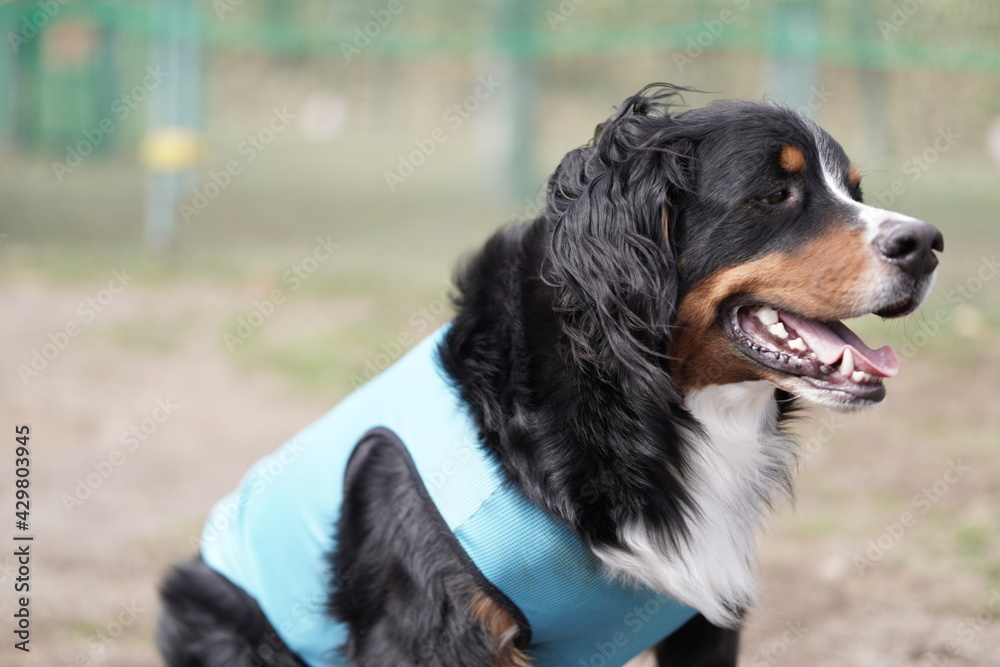border collie dog