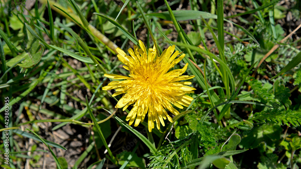 A plant blooming in early spring with yellow flowers called dandelion, which grows commonly on lawns in the city of Białystok in Podlasie in Poland A plant blooming in early spring with yellow flowers called dandelion, which grows commonly on lawns in the city of Białystok in Podlasie in Poland