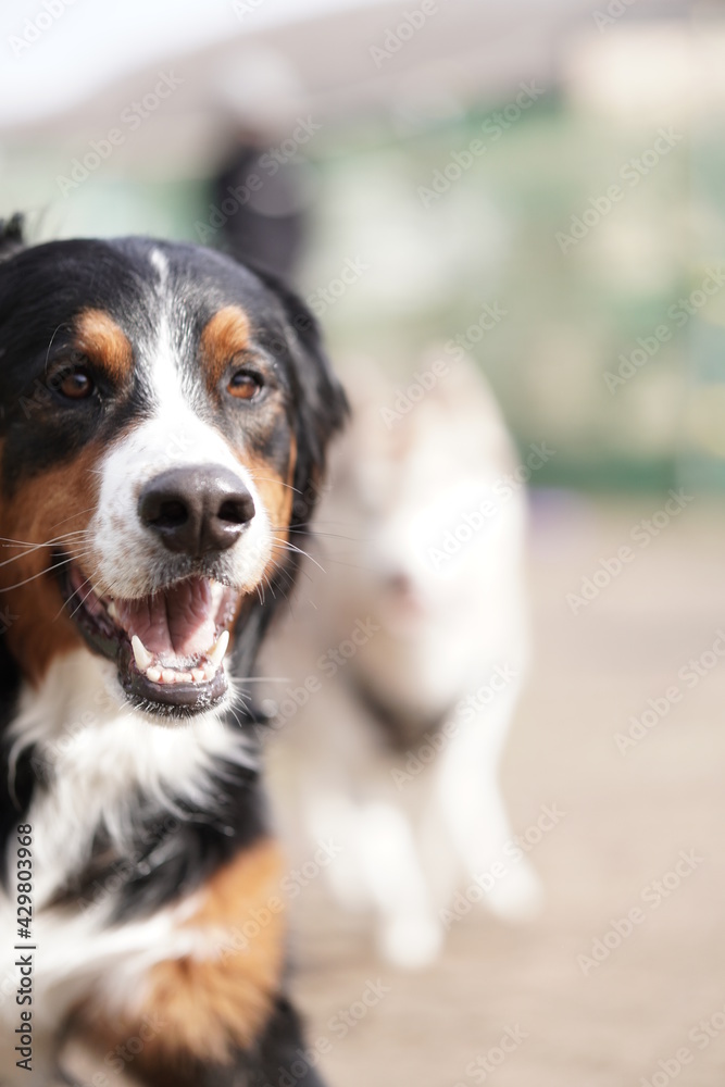 dog dog
