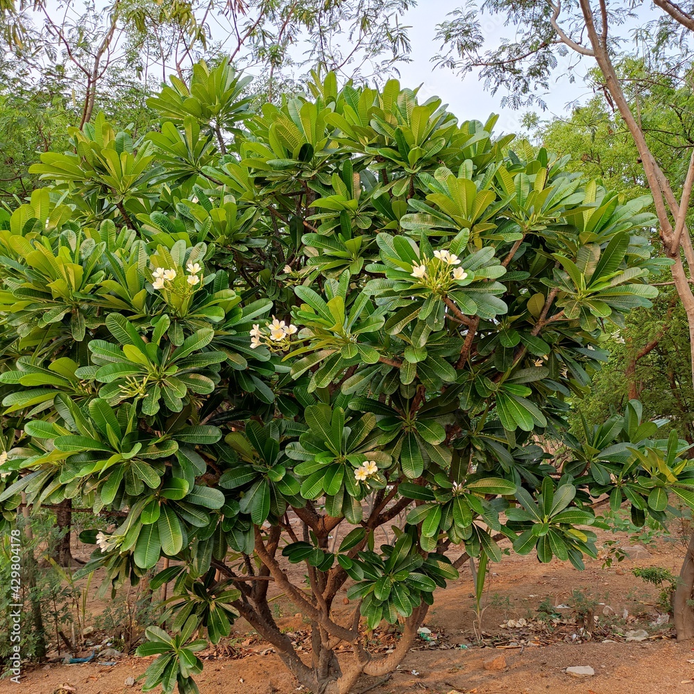 Obraz premium GREEN GARDEN SINGIL TREE