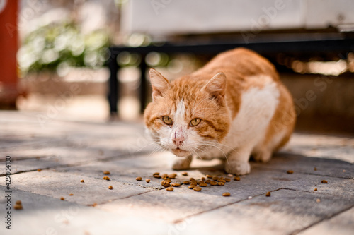 Photography homeless cat sits on the pavement and eats cat food on the street