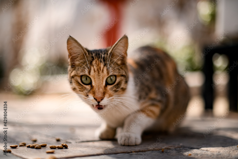 Close-up of cat sits on the pavement and eats cat food on the street Close-up of cat sits on the pavement and eats cat food on the street