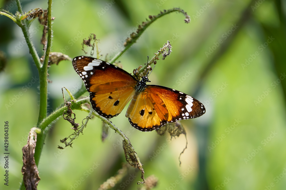 Close up of butterfly on flowers. Close up of butterfly on flowers.