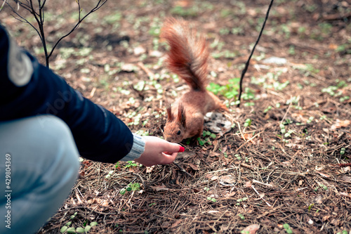 A curious squirrel next to a woman. The woman feeds the squirrel from her hand. The red squirrel neatly approaches the woman